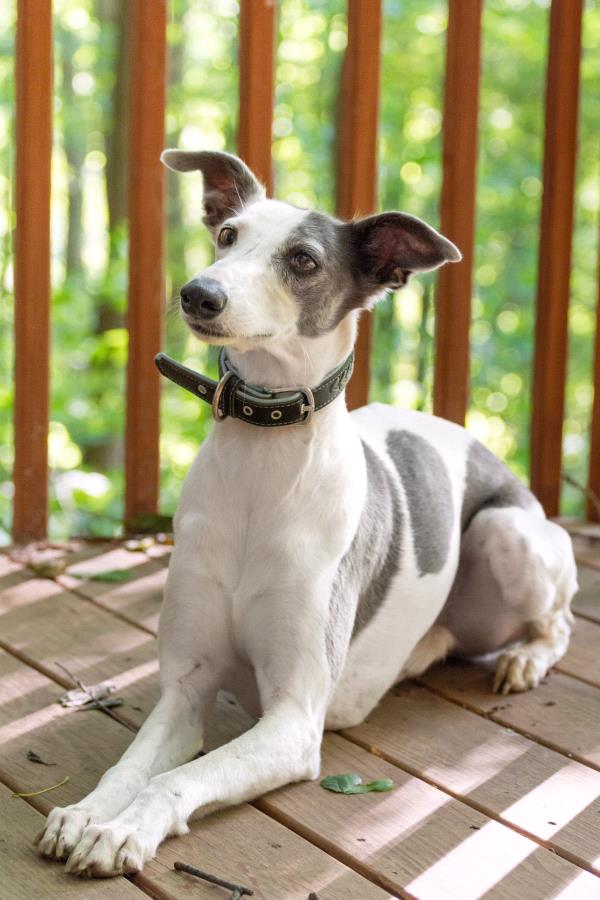 /Images/uploads/Four Footed Friends/FourFootedFriends/entries/18404thumb.jpg